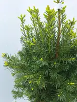 Taxus media 'hicksii' h60 - afbeelding 2