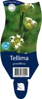 Tellima grandiflora (Mijterloof) - afbeelding 1