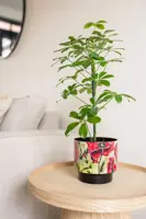 Ter Steege bloempot Camelia Poppy 20x19 cm - afbeelding 4