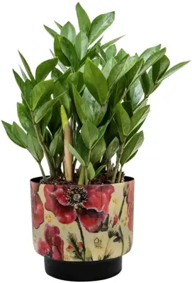 Ter Steege bloempot Camelia Poppy 20x19 cm - afbeelding 2