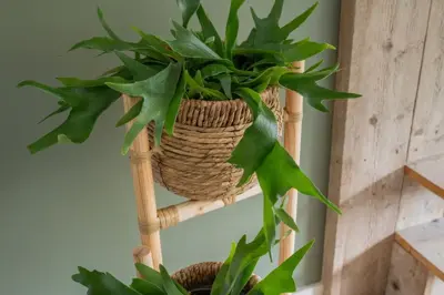 Ter Steege Pottenset van 3 | 34x30 cm | Jette Naturel - afbeelding 3
