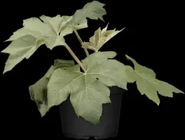 Tetrapanax papyrifer (Rijstpapierplant) - afbeelding 1