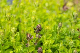 Teucrium Chamaedrys (Echte gamander) - afbeelding 5