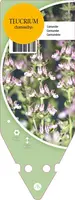 Teucrium Chamaedrys (Echte gamander) - afbeelding 1