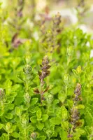 Teucrium Chamaedrys (Echte gamander) - afbeelding 4