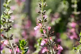 Teucrium lucidrys (Gamander) - afbeelding 3