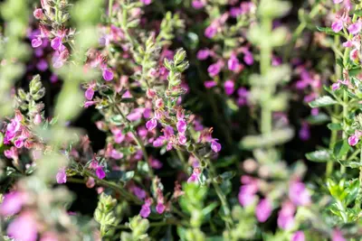 Teucrium lucidrys (Gamander) - afbeelding 5