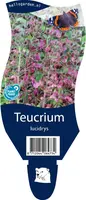 Teucrium lucidrys (Gamander) - afbeelding 1