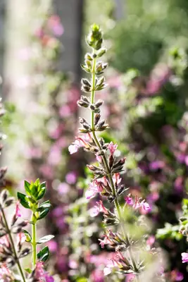 Teucrium lucidrys (Gamander) - afbeelding 2
