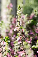 Teucrium lucidrys (Gamander) - afbeelding 2