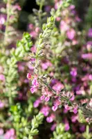 Teucrium lucidrys (Gamander) - afbeelding 4