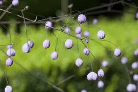 Thalictrum delavayi (Chinese ruit) - afbeelding 2