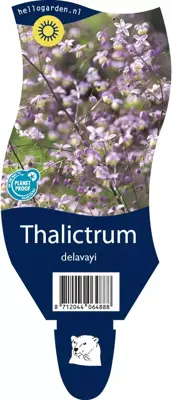 Thalictrum delavayi (Chinese ruit) - afbeelding 1
