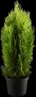 Thuja occidentalis 'Aurea Nana' (Westerse levensboom 'Aurea Nana') - afbeelding 1