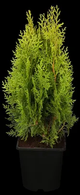 Thuja occidentalis 'Aurea Nana' (Westerse levensboom 'Aurea Nana') - afbeelding 2