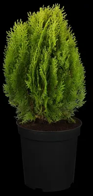 Thuja occidentalis 'Aurea Nana' (Westerse levensboom 'Aurea Nana') - afbeelding 4