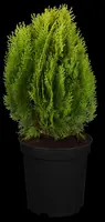 Thuja occidentalis 'Aurea Nana' (Westerse levensboom 'Aurea Nana') - afbeelding 4