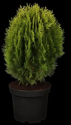 Thuja occidentalis 'Aurea Nana' (Westerse levensboom 'Aurea Nana') - afbeelding 3