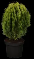 Thuja occidentalis 'Aurea Nana' (Westerse levensboom 'Aurea Nana') - afbeelding 3