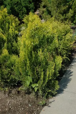 Thuja occidentalis 'Aurea Nana' (Westerse levensboom 'Aurea Nana') - afbeelding 5