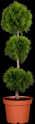 Thuja occidentalis 'Brabant' (Westerse levensboom 'Brabant') - afbeelding 7
