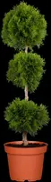Thuja occidentalis 'Brabant' (Westerse levensboom 'Brabant') - afbeelding 7