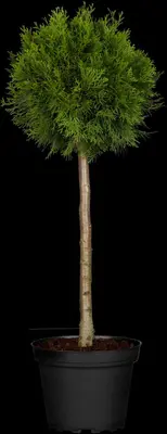 Thuja occidentalis 'Brabant' (Westerse levensboom 'Brabant') - afbeelding 6