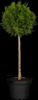 Thuja occidentalis 'Brabant' (Westerse levensboom 'Brabant') - afbeelding 6
