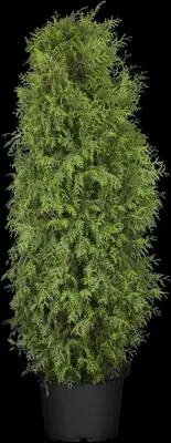 Thuja occidentalis 'Brabant' (Westerse levensboom 'Brabant') - afbeelding 20