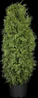 Thuja occidentalis 'Brabant' (Westerse levensboom 'Brabant') - afbeelding 20