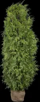 Thuja occidentalis 'Brabant' (Westerse levensboom 'Brabant') - afbeelding 19