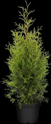 Thuja occidentalis 'Brabant' (Westerse levensboom 'Brabant') - afbeelding 11