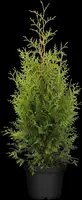 Thuja occidentalis 'Brabant' (Westerse levensboom 'Brabant') - afbeelding 11