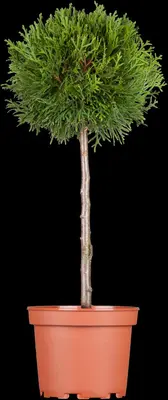 Thuja occidentalis 'Brabant' (Westerse levensboom 'Brabant') - afbeelding 3