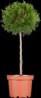 Thuja occidentalis 'Brabant' (Westerse levensboom 'Brabant') - afbeelding 3