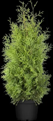 Thuja occidentalis 'Brabant' (Westerse levensboom 'Brabant') - afbeelding 16