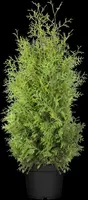 Thuja occidentalis 'Brabant' (Westerse levensboom 'Brabant') - afbeelding 16