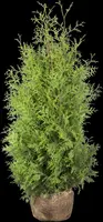 Thuja occidentalis 'Brabant' (Westerse levensboom 'Brabant') - afbeelding 25