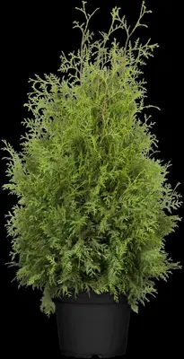 Thuja occidentalis 'Brabant' (Westerse levensboom 'Brabant') - afbeelding 15