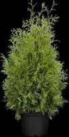 Thuja occidentalis 'Brabant' (Westerse levensboom 'Brabant') - afbeelding 15