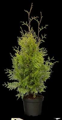 Thuja occidentalis 'Brabant' (Westerse levensboom 'Brabant') - afbeelding 32