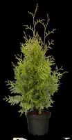 Thuja occidentalis 'Brabant' (Westerse levensboom 'Brabant') - afbeelding 32
