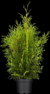 Thuja occidentalis 'Brabant' (Westerse levensboom 'Brabant') - afbeelding 5