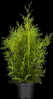 Thuja occidentalis 'Brabant' (Westerse levensboom 'Brabant') - afbeelding 5