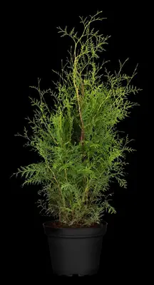 Thuja occidentalis 'Brabant' (Westerse levensboom 'Brabant') - afbeelding 26