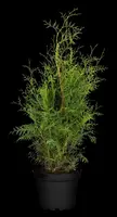 Thuja occidentalis 'Brabant' (Westerse levensboom 'Brabant') - afbeelding 26