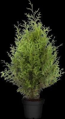 Thuja occidentalis 'Brabant' (Westerse levensboom 'Brabant') - afbeelding 17