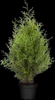 Thuja occidentalis 'Brabant' (Westerse levensboom 'Brabant') - afbeelding 17