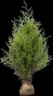 Thuja occidentalis 'Brabant' (Westerse levensboom 'Brabant') - afbeelding 18