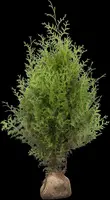 Thuja occidentalis 'Brabant' (Westerse levensboom 'Brabant') - afbeelding 18